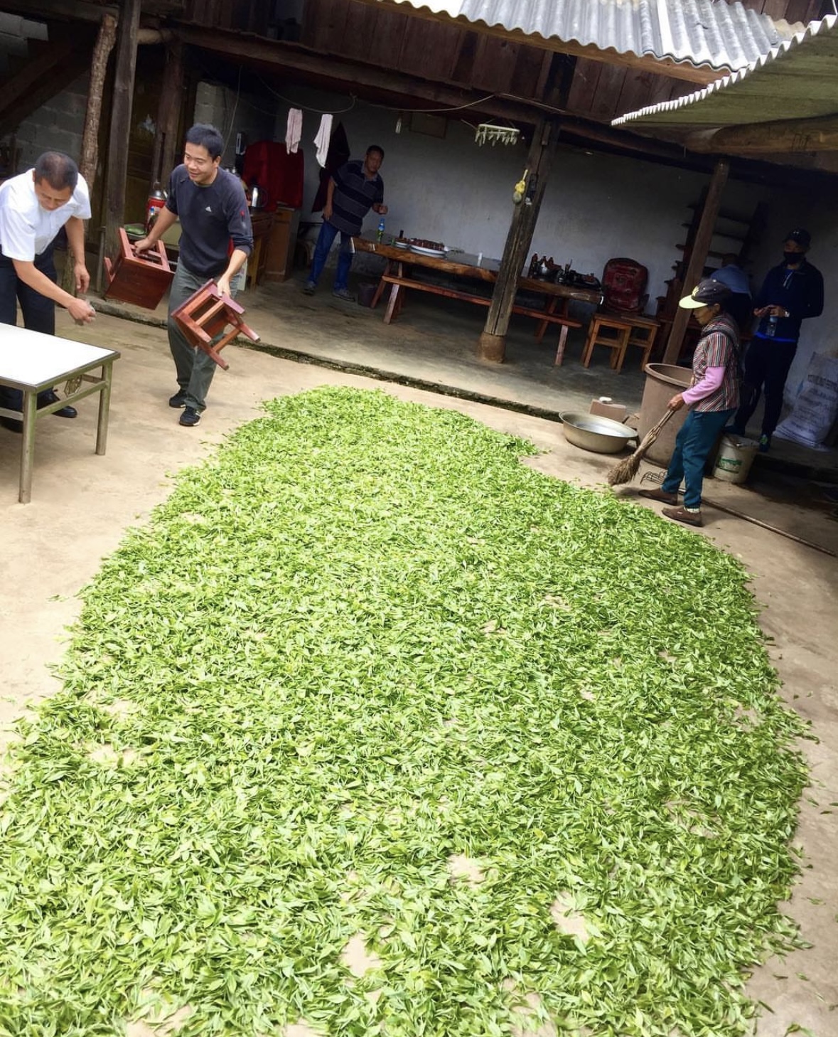 Tea drying in Yunnan